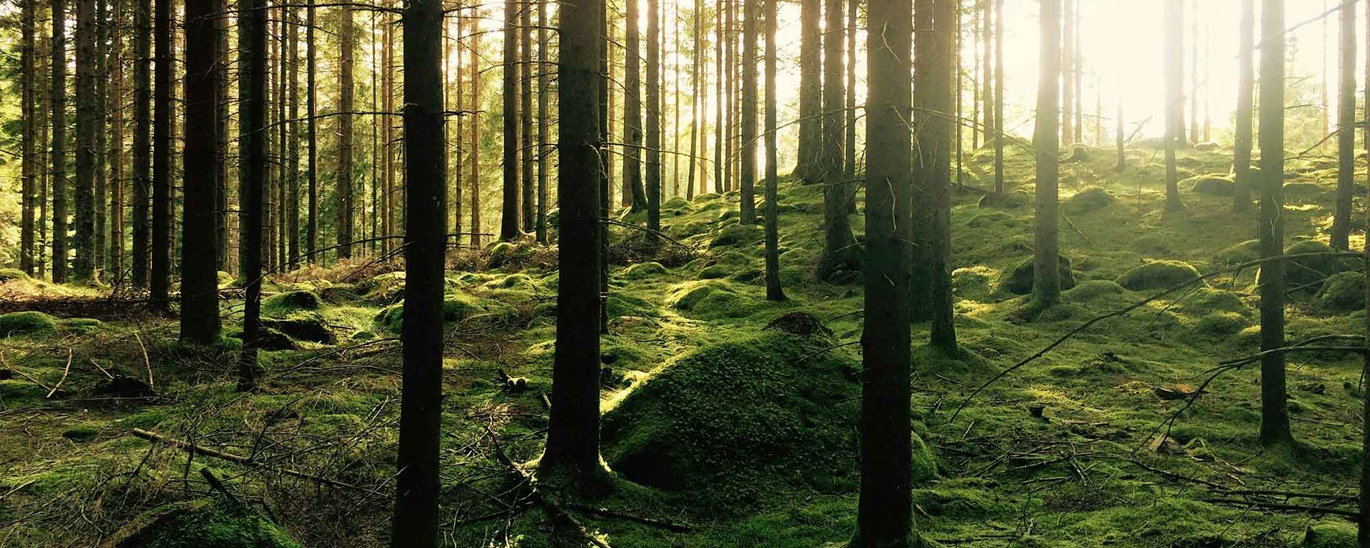 Unsere grüne Seite